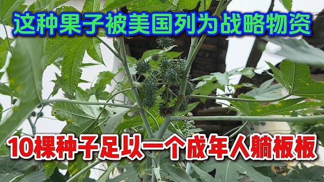 中国农村常见的植物，10棵能放倒一成年人，为何被美国列为战略物资