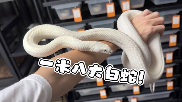 时隔两年！小白蛇居然一下子长的比主人还要高！