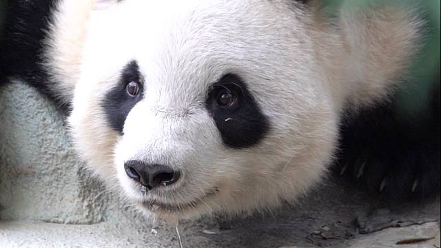 中国的国宝自带端庄典雅的气质