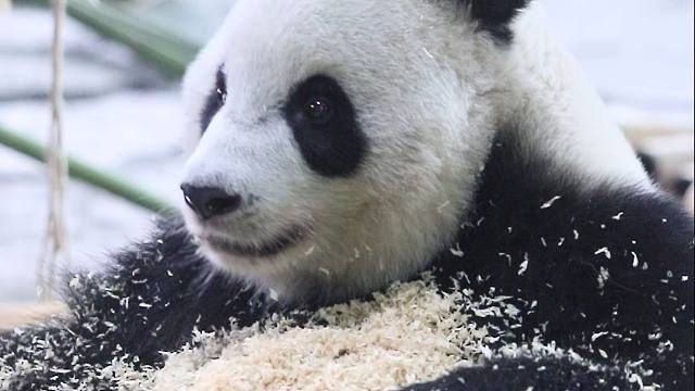 糯叽叽的椰蓉糯米糍，要来一份吗？可加花生碎噢