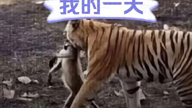 也是打赢虎先锋了