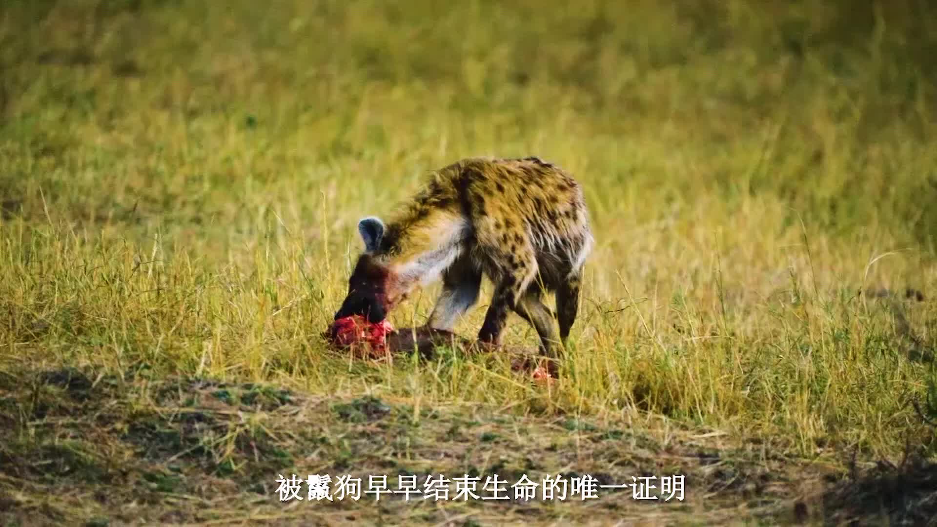 8、SERENGETI MIGRATION