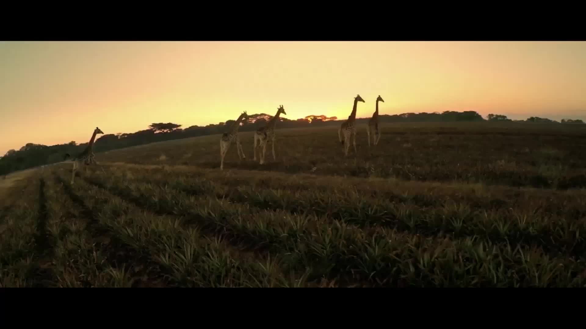 23、(1)南非宣传片_中文