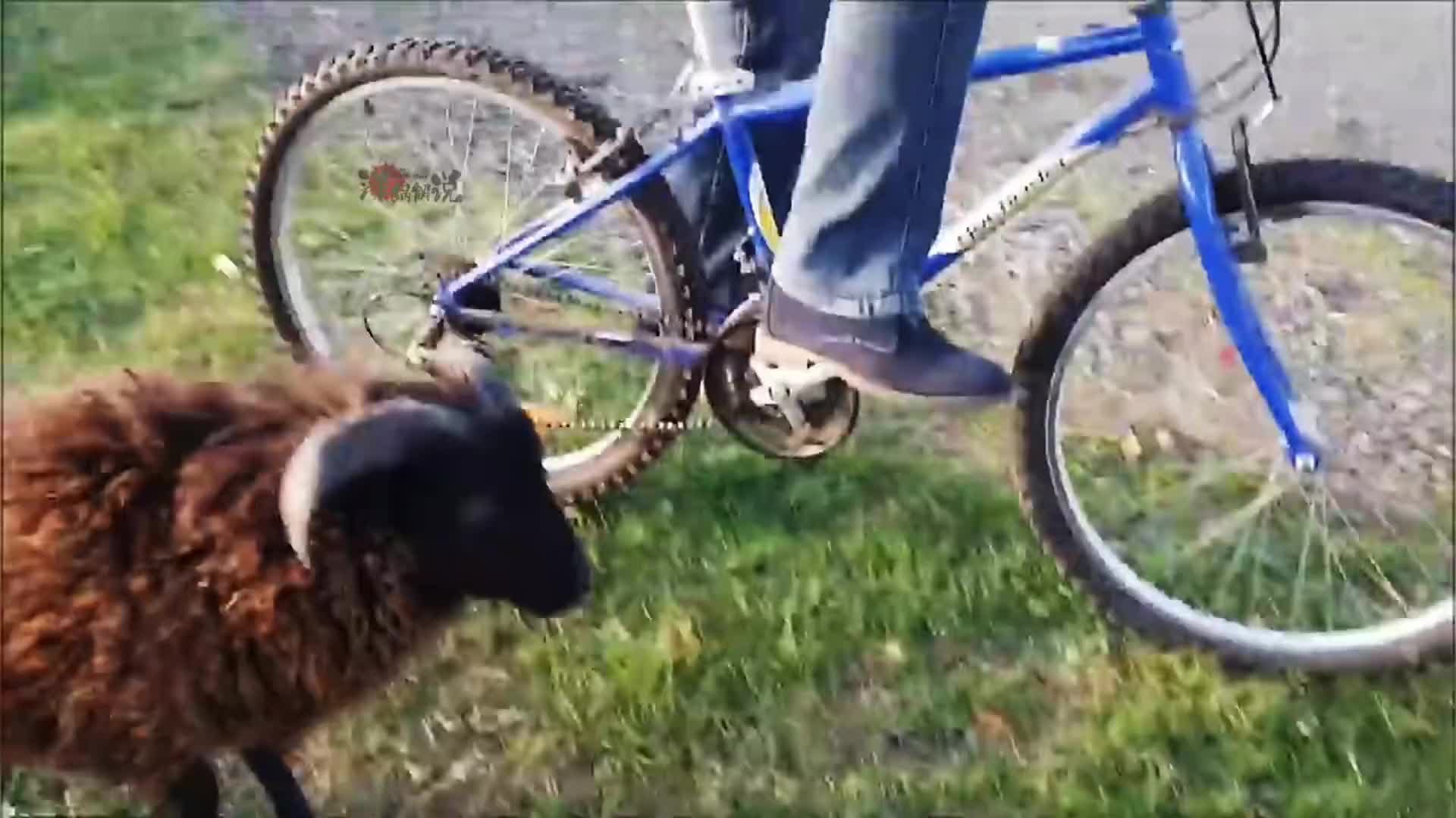 发狂的小羊紧追小伙