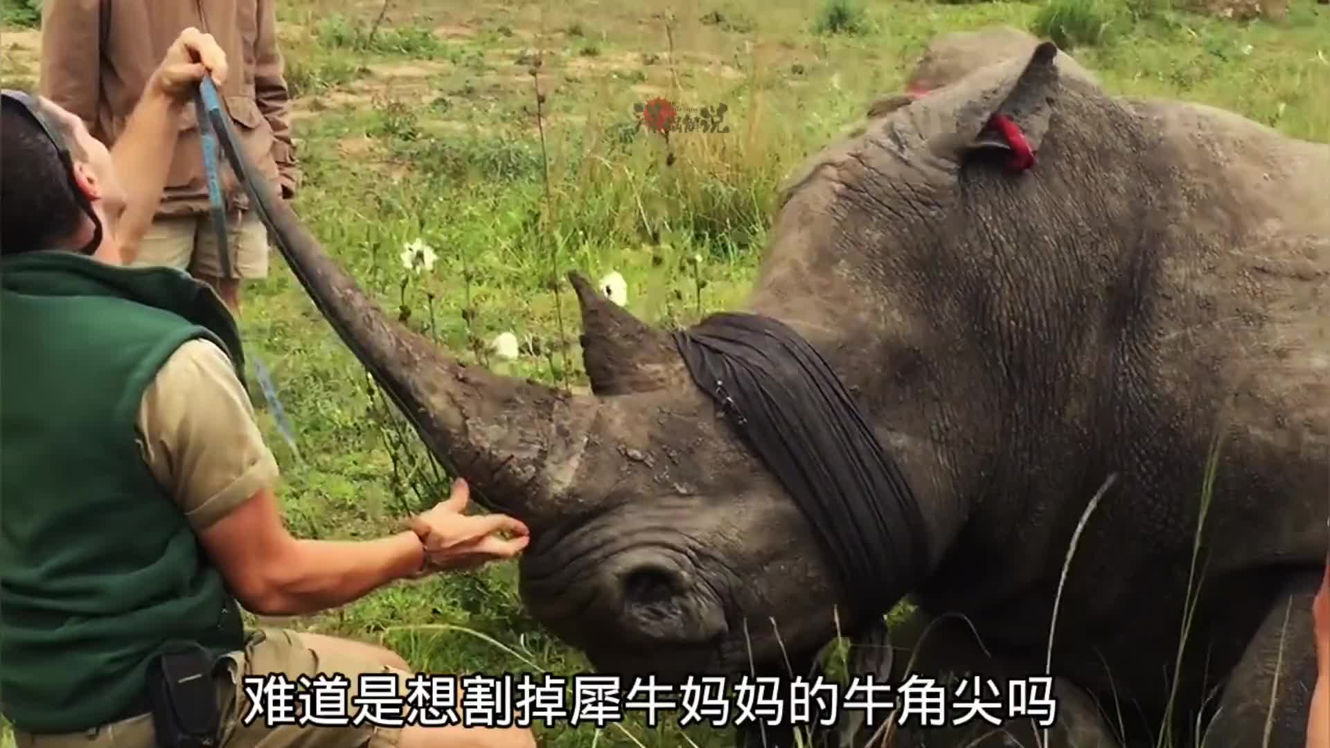 小犀牛为了保护妈妈，不断的撞击小伙