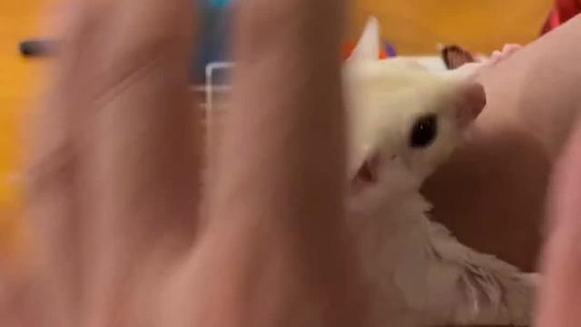 蜜袋鼯 欢迎小纯白今天加入组织