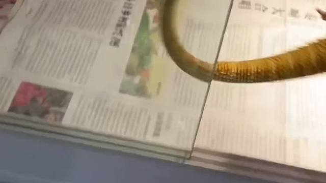 它也可以跟着你跑？ 那一定不是因为你……而是宠物爱情