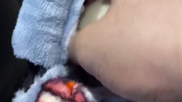 小蜜这么可爱为什么要盘它