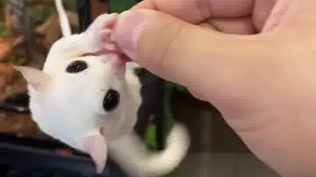 快拿出自己的小蜜走走数据线，贼好玩