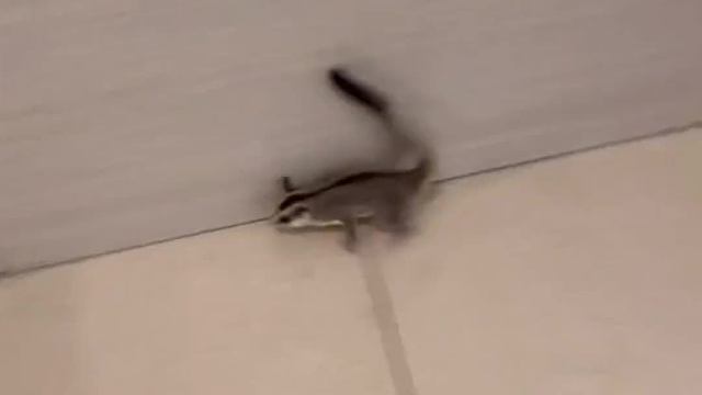 我盘它，拖鞋盘我，这画面