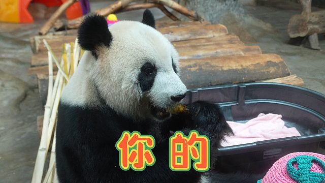 8月24日，贡贡、舜舜11岁生日庆典即将来袭！惊喜礼物、趣味互动、欢乐游园等你来！快来动物园，与我们