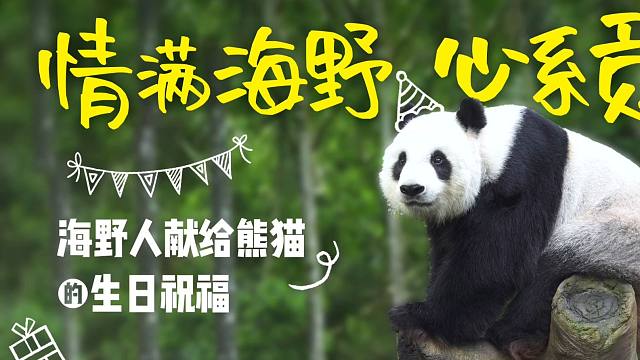 热带熊猫兄弟生日庆典倒计时3天！海野大家庭和游客朋友迫不及待为热带熊猫兄弟献上温馨生日祝福！