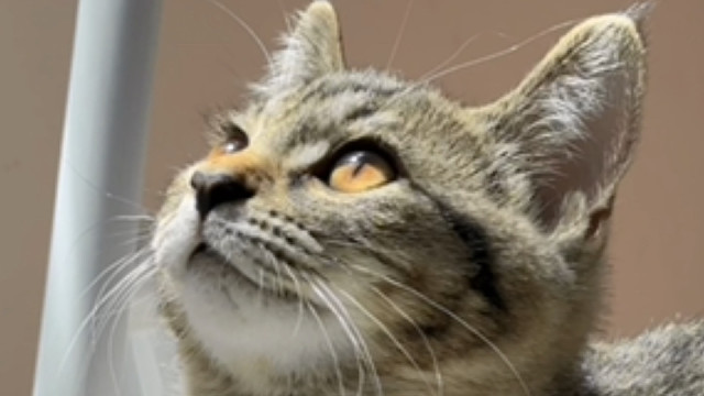 小猫说：阳光真好