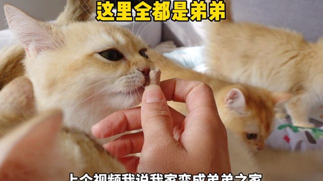 9个弟弟有18颗蛋蛋呢！