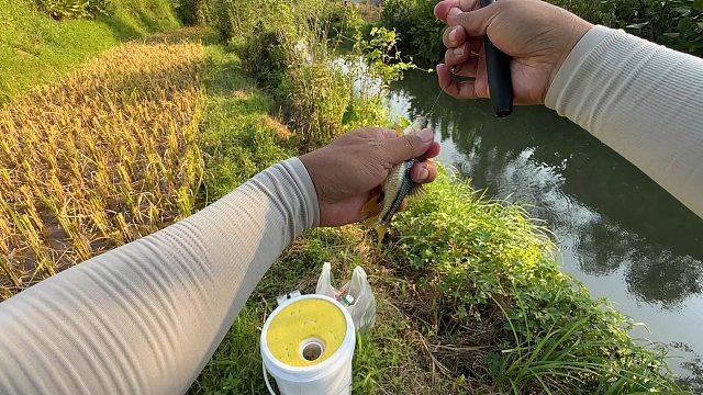 今天钓鱼真是收获满满，田边小河石斑鱼就是多，一小时就爆桶