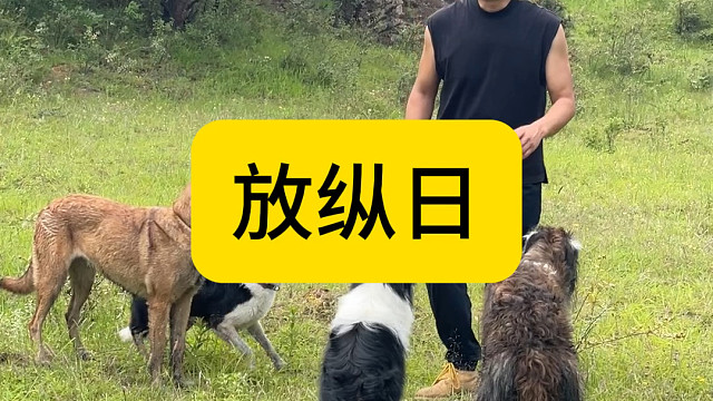遛狗、捡菌子、放纵日、爆缸