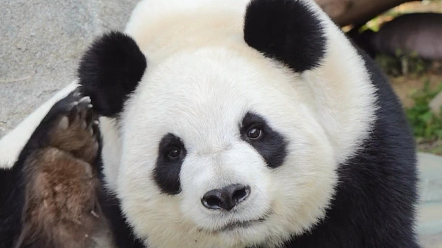 这是什么人间小天使，太甜太好漂亮了！