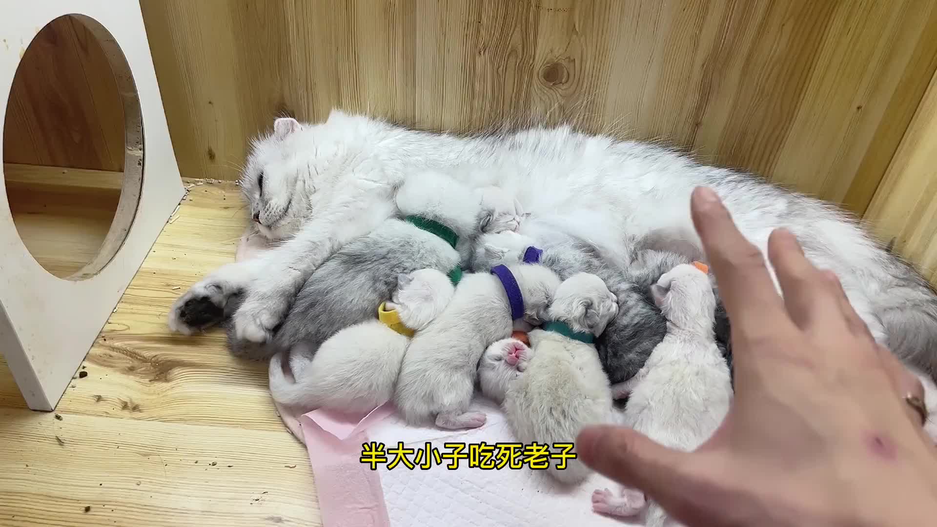 把两个宝妈放在一起吧。