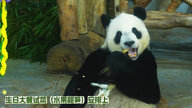 海野热带熊猫兄弟11岁生日庆典倒计时2天！带您抢“鲜”预览生日筹备！