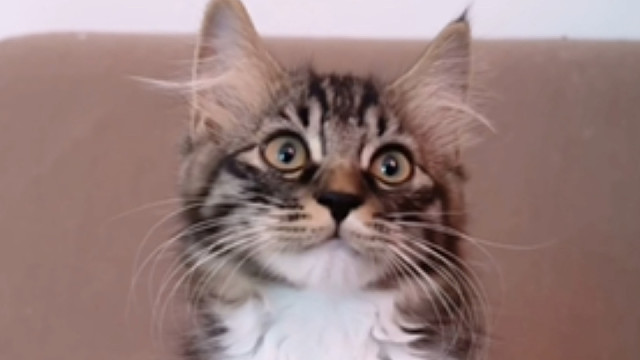 原来这只小猫不是傻猫