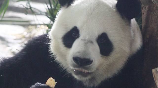 奶爸别看了，这胡萝卜真下不了嘴