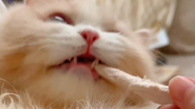 舔盘子的小猫长大了！居然嫌弃了哥哥的口水！