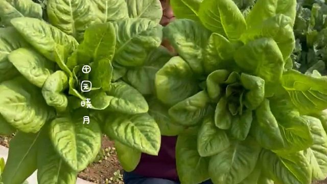 比大白菜还大的沙拉菜，秋天可以种了