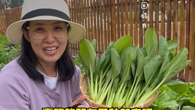 既好吃又好种的小菘菜，二十多天就可以采收了