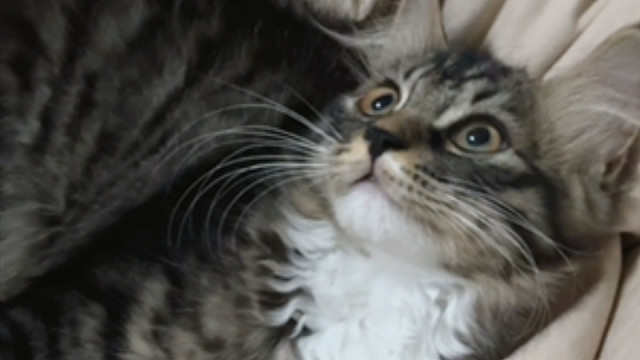 预判失败，这还是小时候的小傻子猫吗