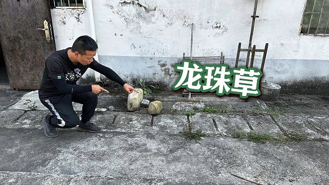 房子旁发现一株“龙珠草”，很多人一辈子没见过，拍给大家看一下