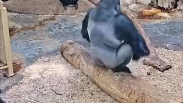 幼崽挨打没有一顿揍是白挨的哈哈哈