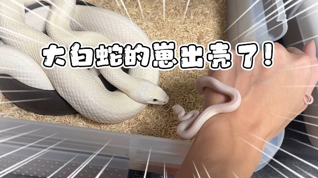 历经两个月！今年最后一窝大白蛇的崽子终于出壳了