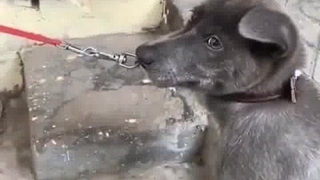 狗狗吓得不敢对视了