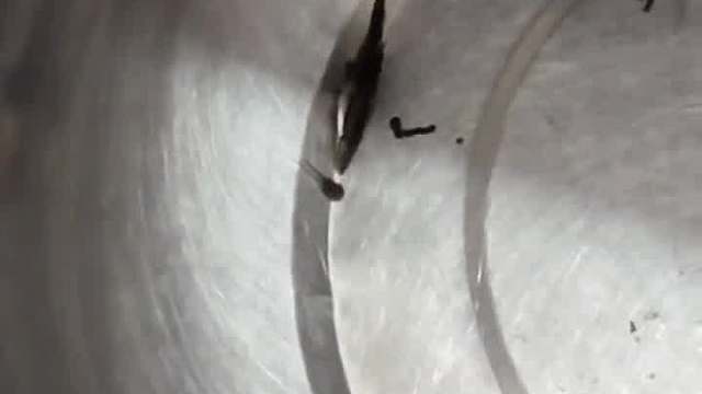 刚到家第一天的小鳜鱼这么猛的嘛