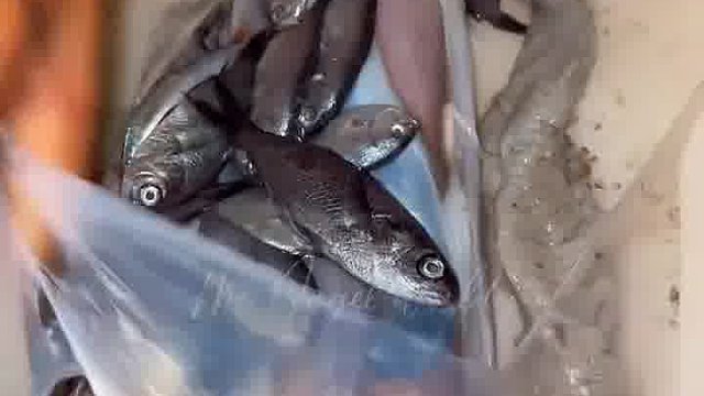 鱿鱼的肚子里跟仓库一样