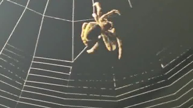 真是一根一根织出来的