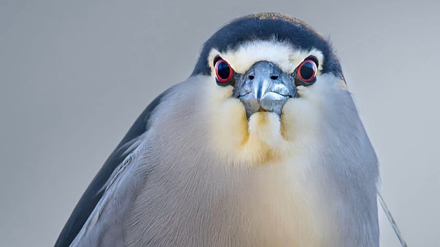 夜鹭：一种体重管理一塌糊涂的动物