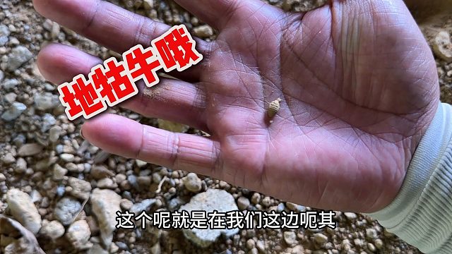 桥下这种小动物，一斤可以卖到16000元，你们见过吗？