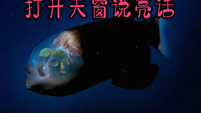 深海动物