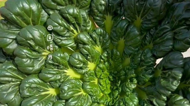 比牛羊肉都好吃的乌塌菜，你种了吗