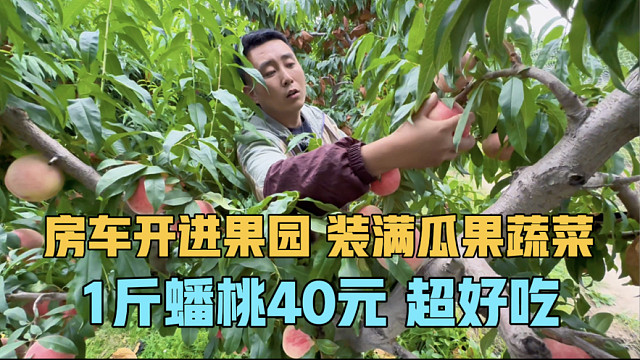房车开进果园，装满瓜果蔬菜，一斤蟠桃40元，2家5口房车自驾中