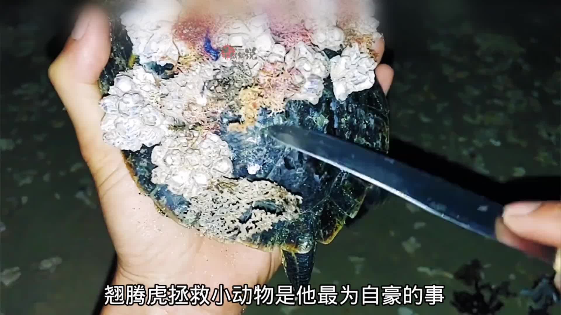 赶海发现一块会动的石头