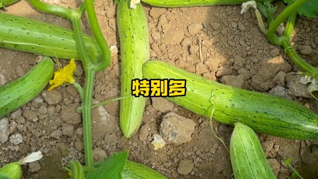 不用搭架爬地生的懒人黄瓜，口感脆爽，产量高