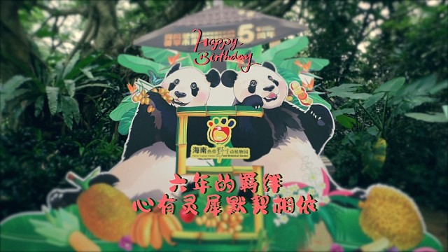 出发了吗？热带熊猫兄弟11岁生日庆典今日即将开启！岁满十一，登岛六年，让我们以欢笑为墨，再添精彩一笔