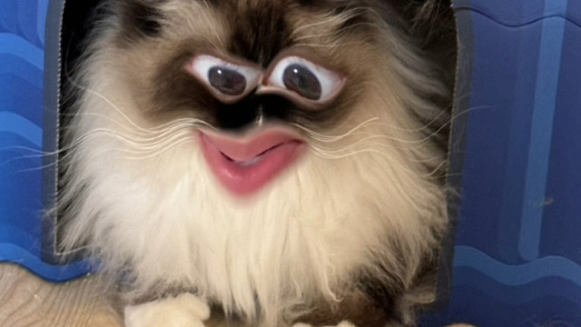 人懒起来就会发现还能更懒