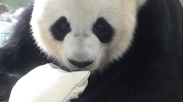 我们的国宝强大且温和