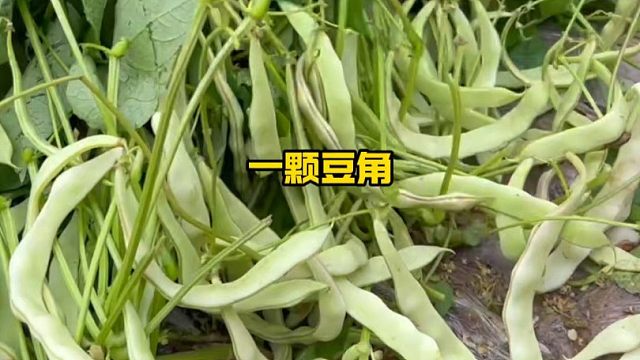 不用搭架也高产的地豆角，秋播你可别落下