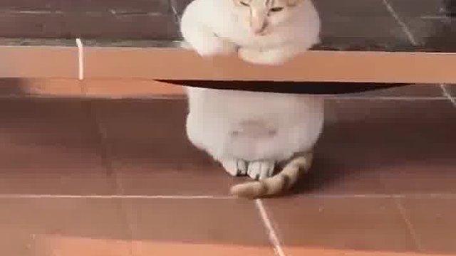 猫猫我呀，要睡觉了捏，谁能拒绝傻憨憨的猫咪呢。