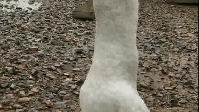 大黑鱼也能一口吞