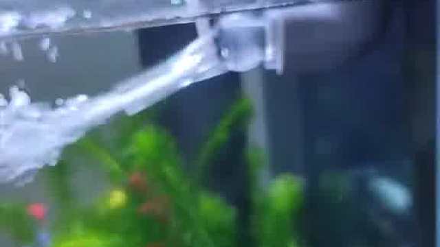 学会给鱼儿供氧